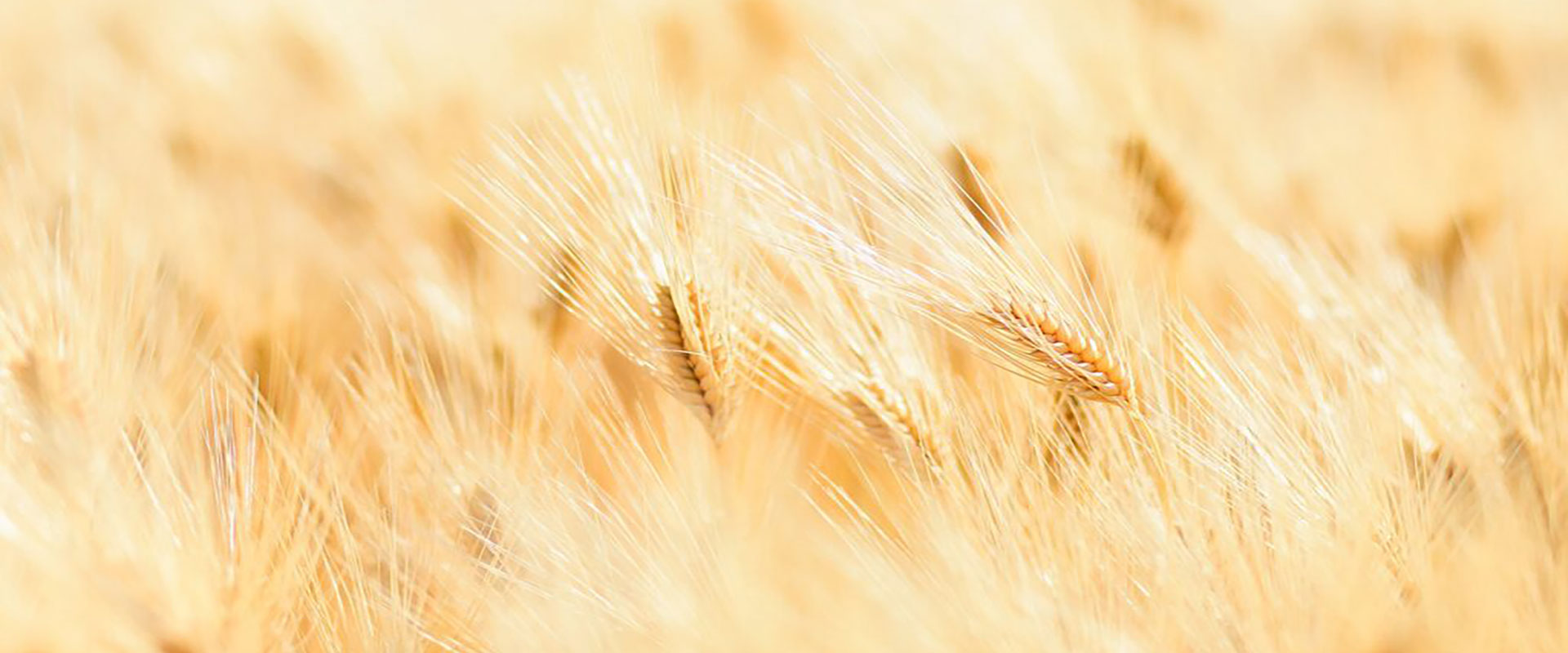 spiga di grano su sfondo del campo